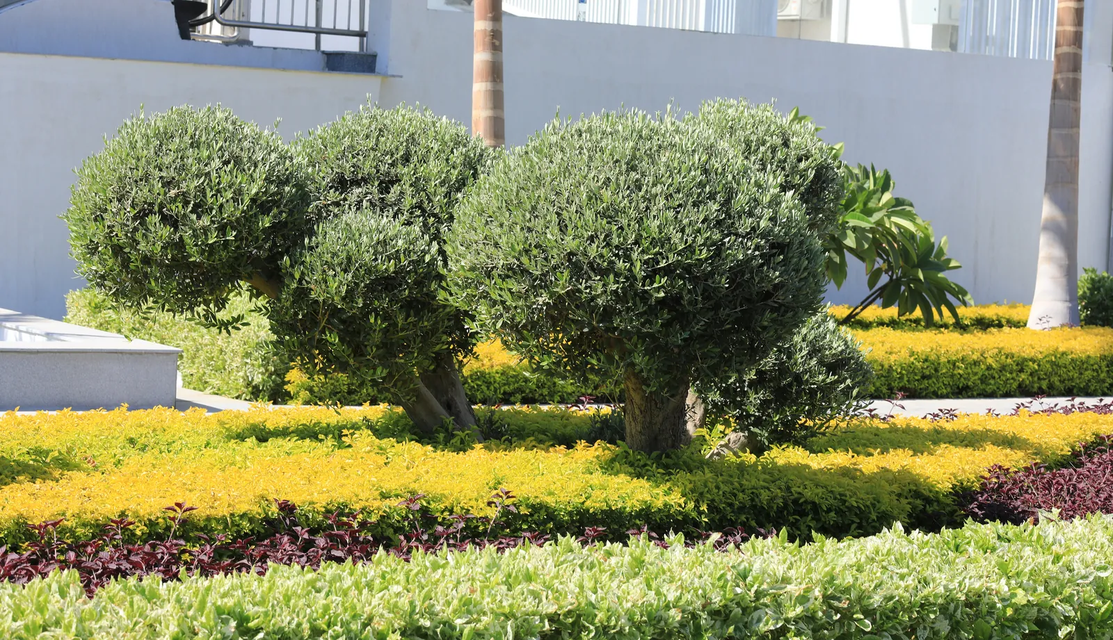 Trees, Hedges, and Shrubs
