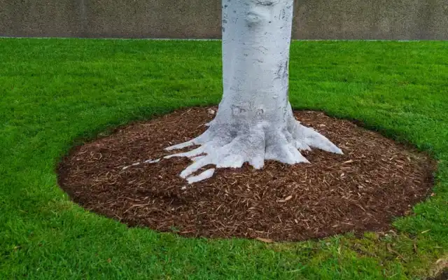 Tree and Shrub Health Program